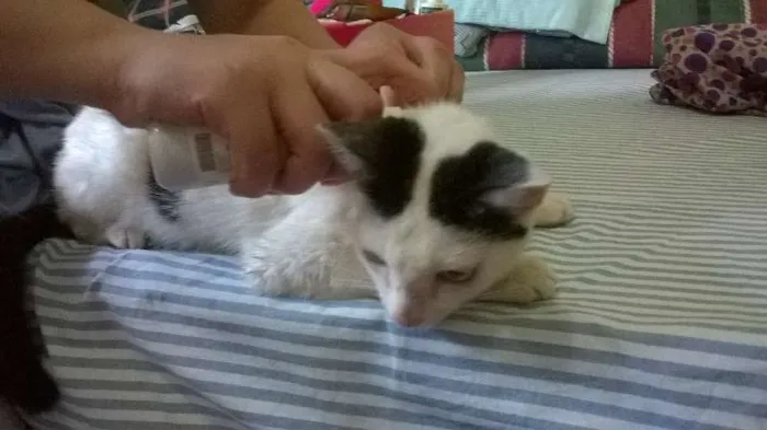 Gato ra a SRD idade 7 a 11 meses nome Três