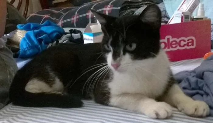 Gato ra a SRD idade 7 a 11 meses nome Princesa