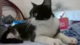 Princesa