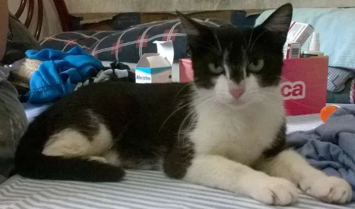 Gato ra a SRD idade 7 a 11 meses nome Princesa