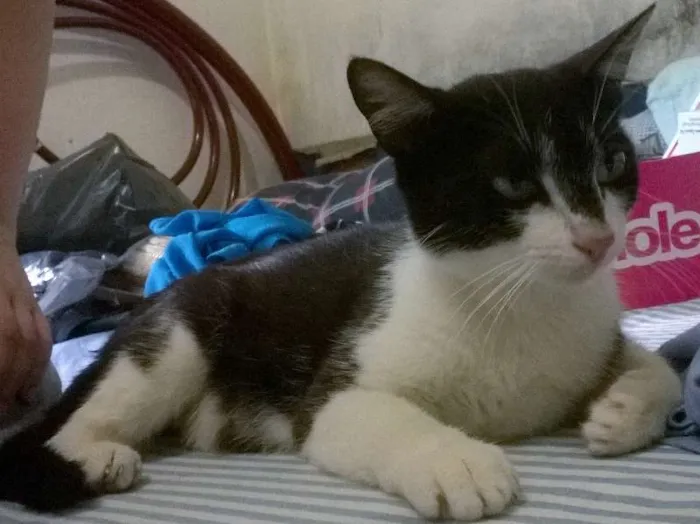 Gato ra a SRD idade 7 a 11 meses nome Princesa