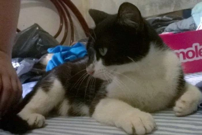 Gato ra a SRD idade 7 a 11 meses nome Princesa