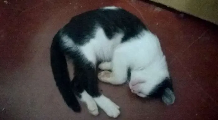 Gato ra a SRD idade 2 a 6 meses nome Fofura