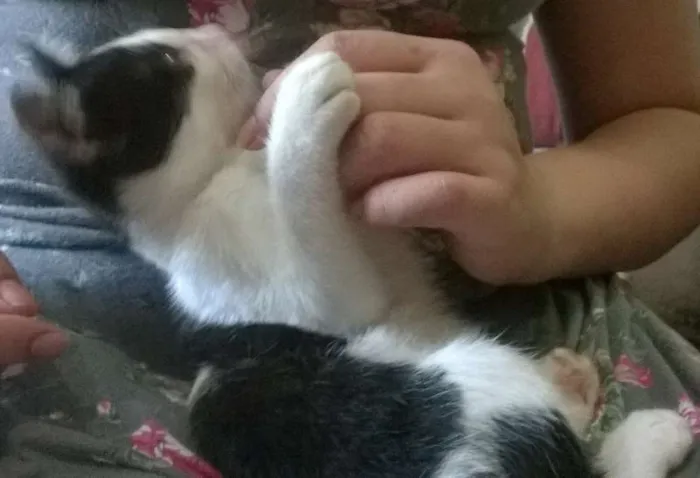 Gato ra a SRD idade 2 a 6 meses nome Fofura