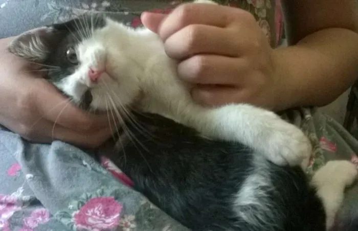 Gato ra a SRD idade 2 a 6 meses nome Fofura