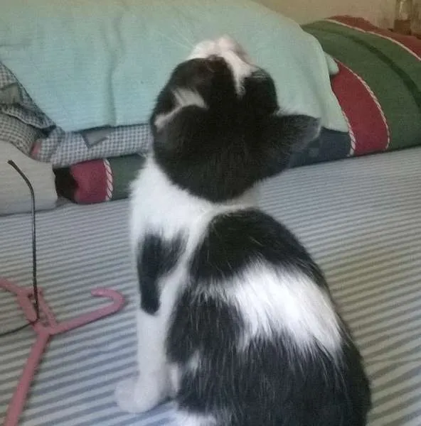 Gato ra a SRD idade 2 a 6 meses nome Fofura