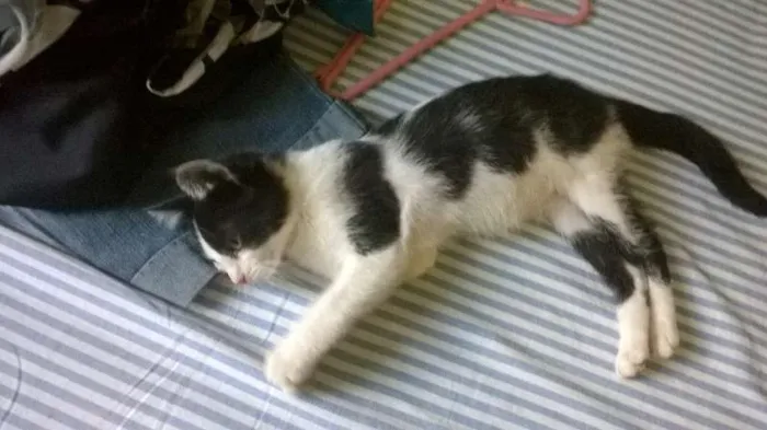 Gato ra a SRD idade 2 a 6 meses nome Fofura