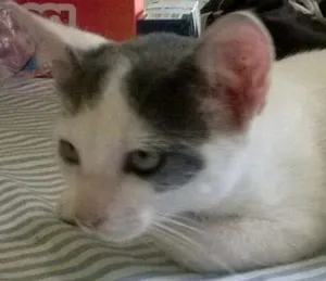 Gato raça SRD idade 2 a 6 meses nome Lorde