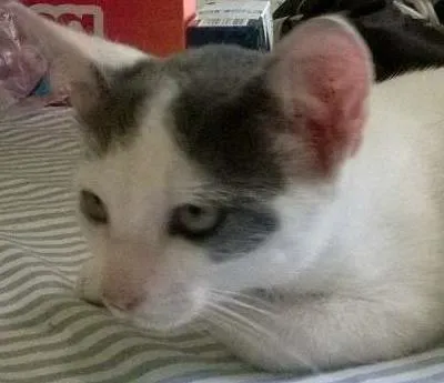 Gato ra a SRD idade 2 a 6 meses nome Lorde