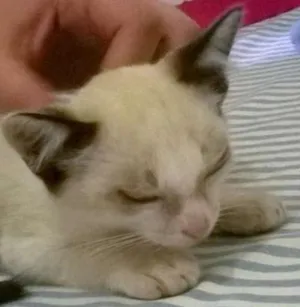 Gato raça SRD idade 2 a 6 meses nome Bebe