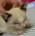 Bebe