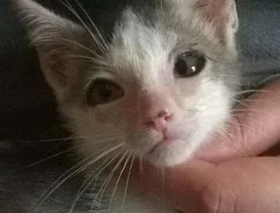 Gato ra a SRD idade 2 a 6 meses nome Raje