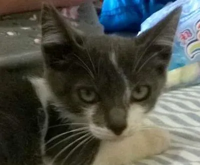 Gato ra a SRD idade 2 a 6 meses nome Azulão