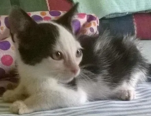 Gato ra a SRD idade 2 a 6 meses nome Madruguinha