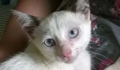 Gato ra a SRD idade 2 a 6 meses nome Rainha