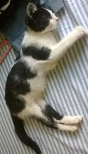 Gato raça SRD idade 2 a 6 meses nome Fofura