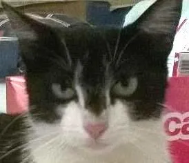 Gato raça SRD idade 7 a 11 meses nome Princesa