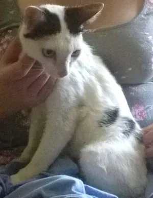 Gato raça SRD idade 7 a 11 meses nome Três