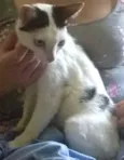 Três