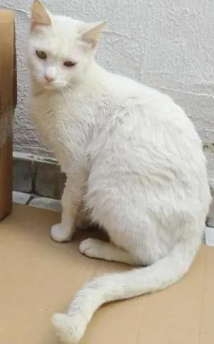 Gato raça SRD idade 1 ano nome Branquinha