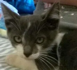 Gato raça SRD idade 2 a 6 meses nome Azulão