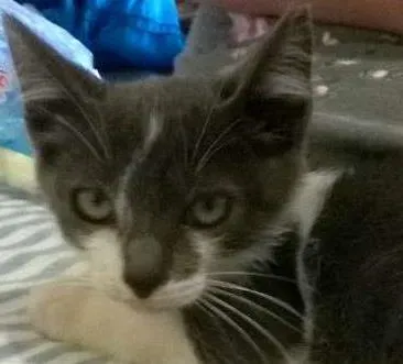 Gato ra a SRD idade 2 a 6 meses nome Azulão