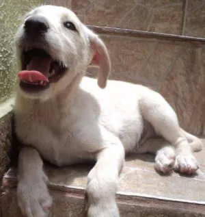 Cachorro raça SRD idade 2 a 6 meses nome Duque