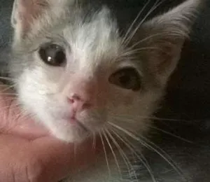 Gato raça SRD idade 2 a 6 meses nome Raje