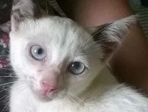 Gato ra a SRD idade 2 a 6 meses nome Rainha