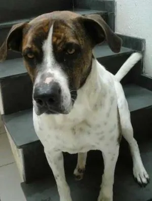 Cachorro raça Boxer idade 2 anos nome Max