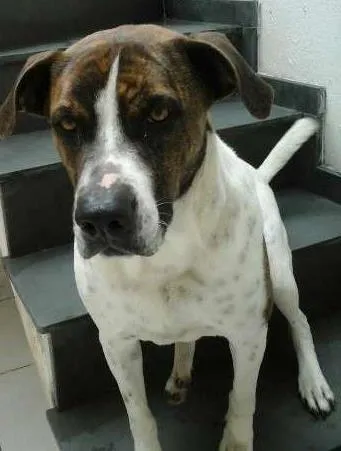 Cachorro ra a Boxer idade 2 anos nome Max