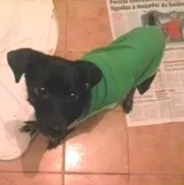 Cachorro ra a Srd x Pincher idade 1 ano nome Jully
