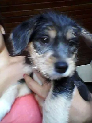 Cachorro raça Srf idade 2 a 6 meses nome Principe 