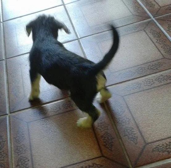 Cachorro ra a Srf idade 2 a 6 meses nome Principe 