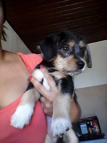 Cachorro ra a Srf idade 2 a 6 meses nome Principe 