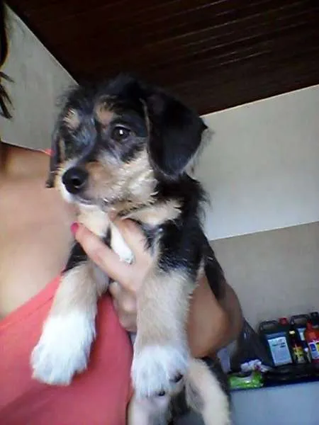Cachorro ra a Srf idade 2 a 6 meses nome Principe 