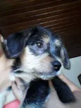 Principe 