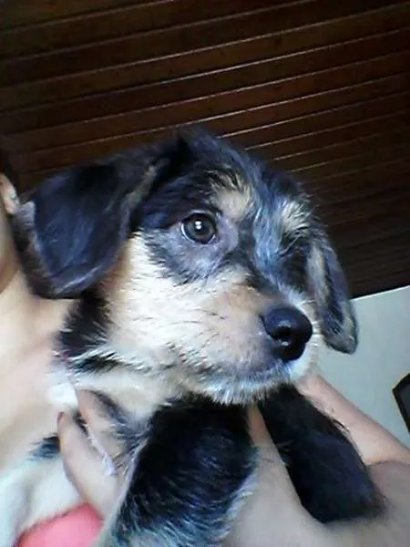 Cachorro ra a Srf idade 2 a 6 meses nome Principe 