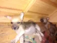 Pretinho, Pipoca, F