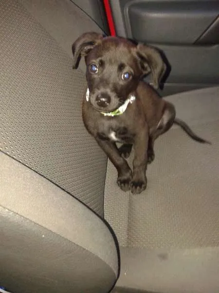 Cachorro ra a SRD idade 2 a 6 meses nome Milhu