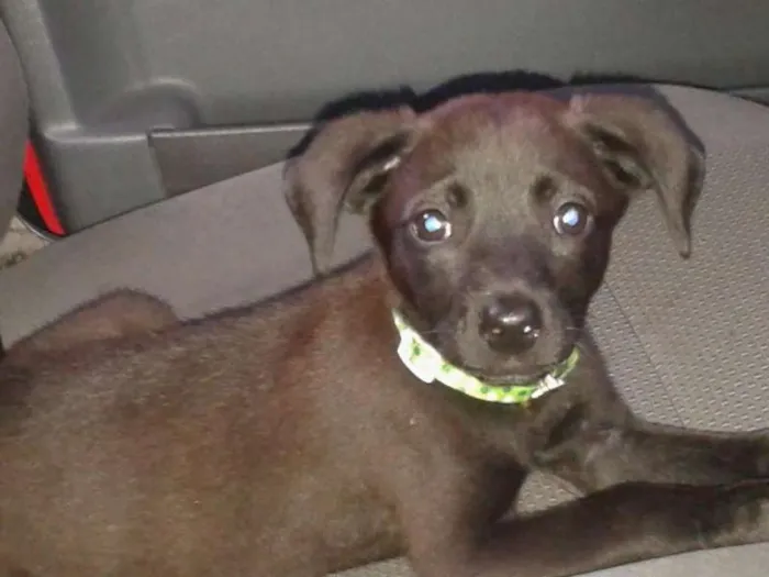 Cachorro ra a SRD idade 2 a 6 meses nome Milhu