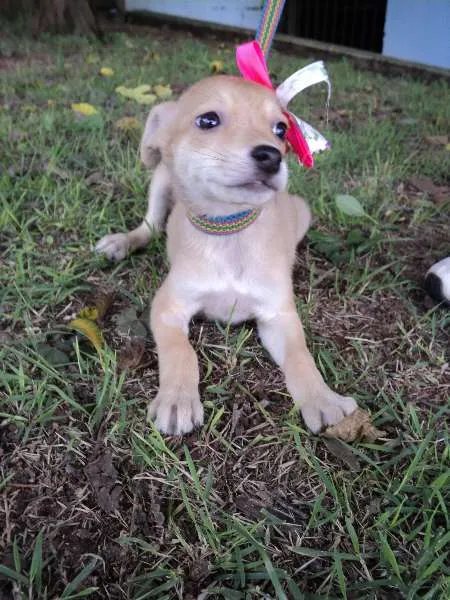 Cachorro ra a SRD idade 2 a 6 meses nome Sálvia