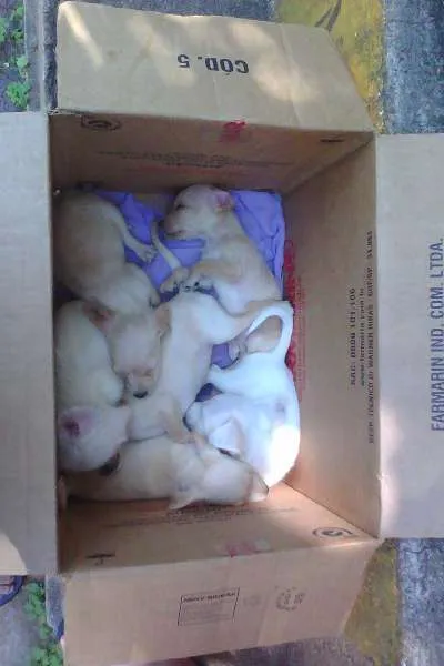 Cachorro ra a Fox Terrier idade Abaixo de 2 meses nome adote