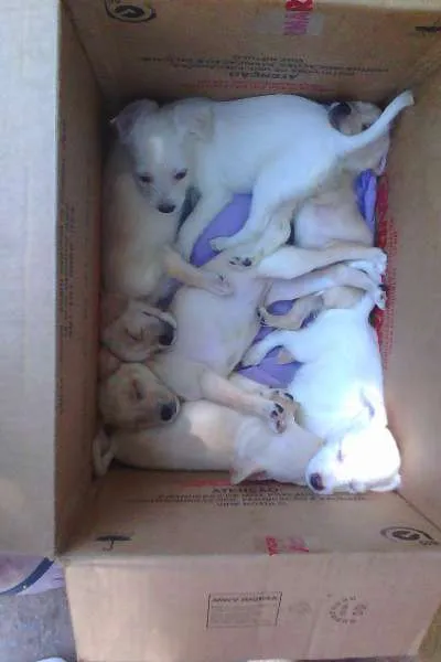 Cachorro ra a Fox Terrier idade Abaixo de 2 meses nome adote