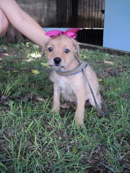 Cachorro ra a SRD idade 2 a 6 meses nome Páprica