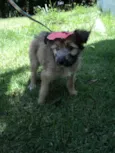 Canela