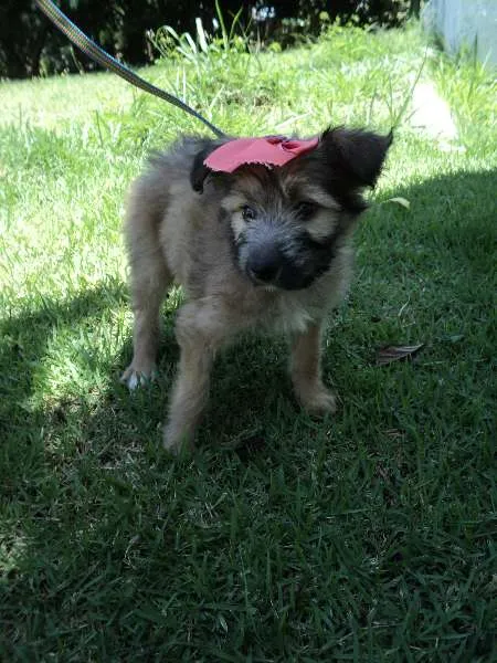 Cachorro ra a SRD idade 2 a 6 meses nome Canela