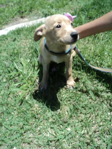 Cachorro ra a SRD idade 2 a 6 meses nome Mostarda