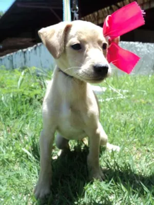 Cachorro raça SRD idade 2 a 6 meses nome Baunilha e Vanila