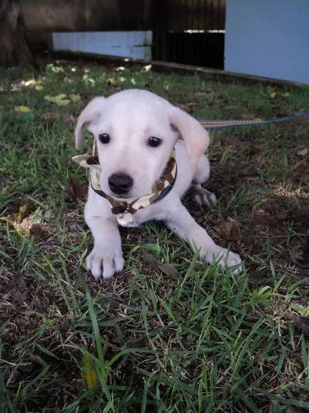 Cachorro ra a SRD idade 2 a 6 meses nome Coentro